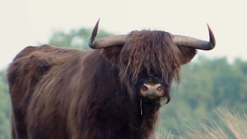 Un buffle en action !